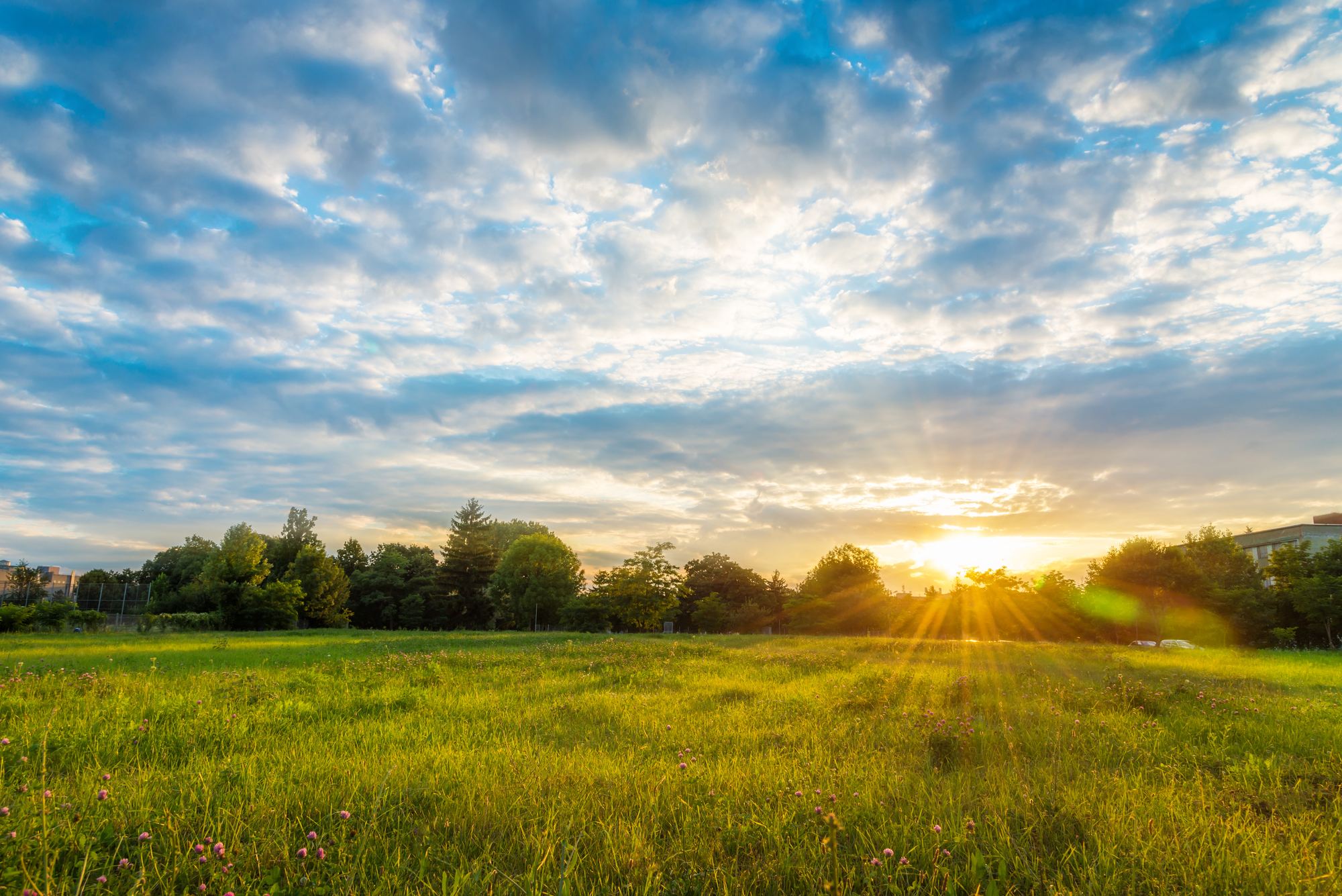 Open green field at sunset with a treeline on the horizon